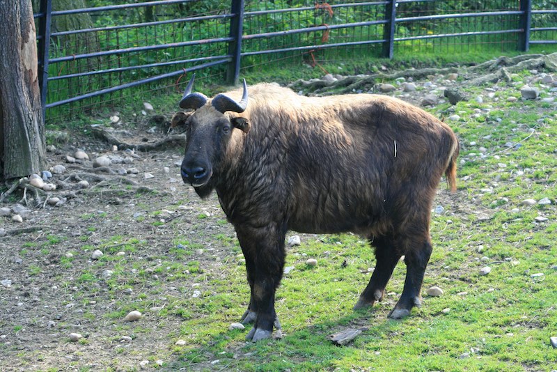 Mishmi takin született a Nyíregyházi Állatparkban