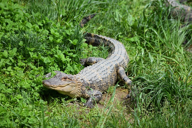 Az alligátor „kopogtatott” az ajtón, mielőtt harapott