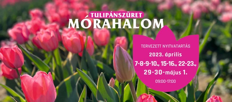 Nagypénteken nyit a mórahalomi tulipános kert