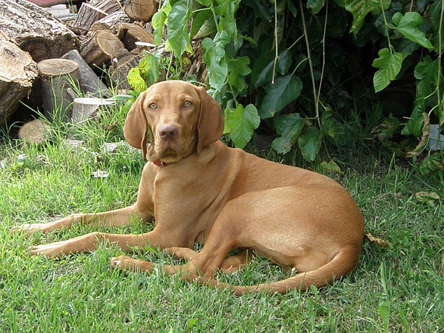 Magyar vizsla