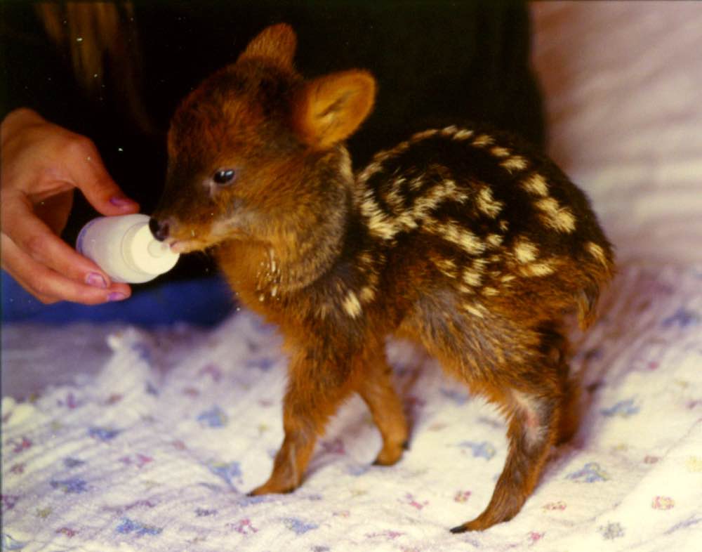 Pudu