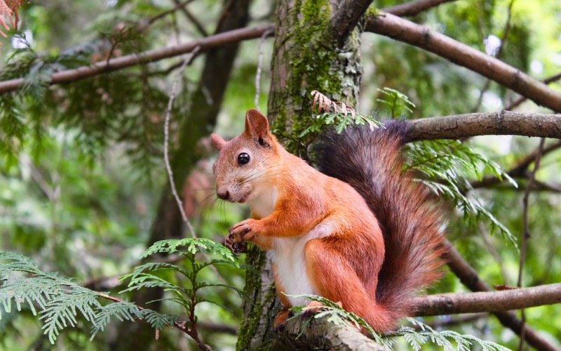 Grunewald: mókus igen, oroszlán nem