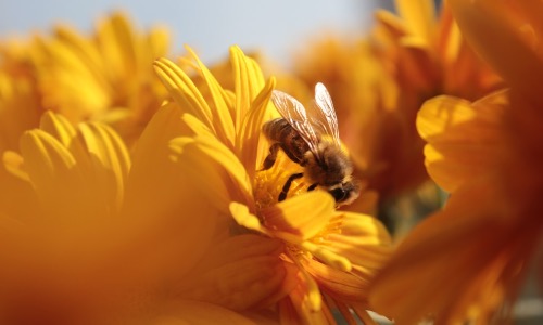 Ingyenes „társkereső” méheknek és virágoknak