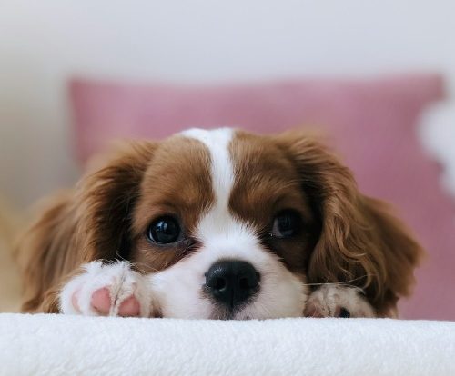 Az ebadót a Fidesz találta ki