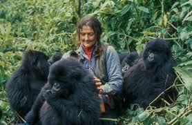 A gorillák között élt