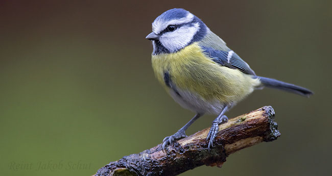 Miért gyűjtenek csikket a kék cinegék?